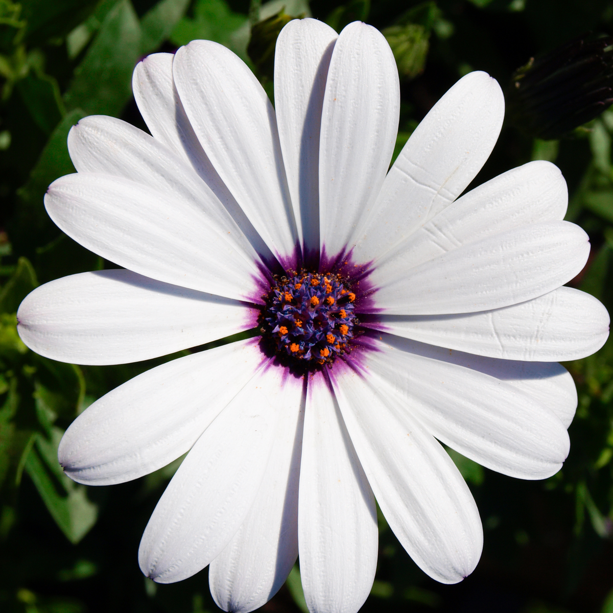 A close-up of a white daisy osteospermum flower with a dark purple and orange center, set against a blurred green background.