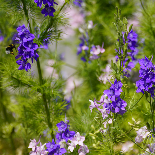 many stocks of purple flowers of dark blue white bee Larkspur plants with green leafs in an outdoor setting