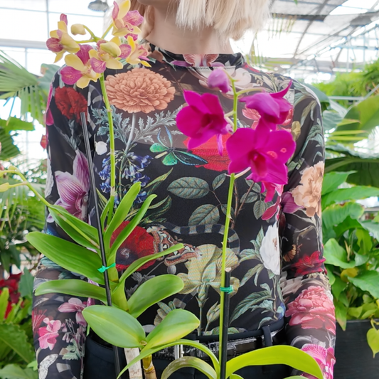 a photo of someone holding two DendrobiumOrchid's one with fuchsia coloured blooms and the other has yellow and fuchsia centres with green foliage in a greenhouse setting 