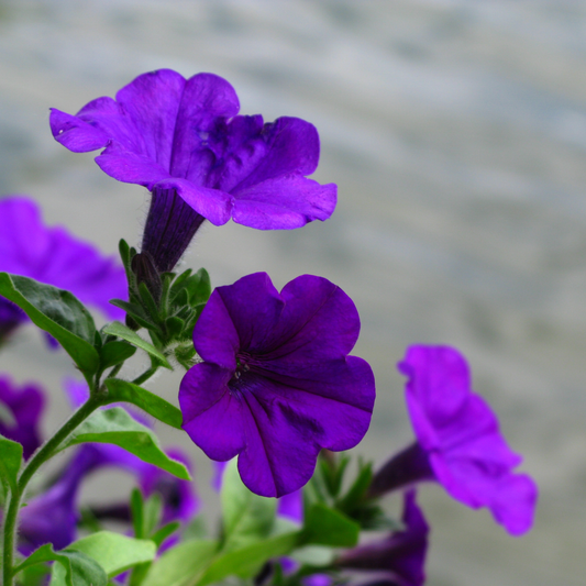 a close up of dark purple denim petunia flowers with darker centres and green leaves and stems in an outdoor setting