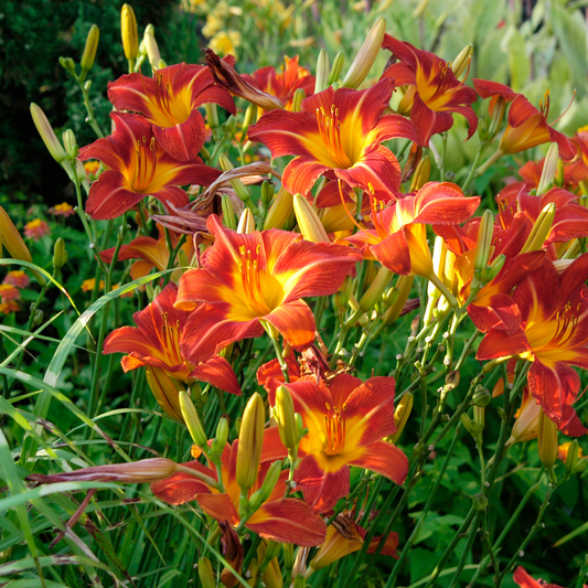 Vibrant orange and yellow desert flame  daylily flowers blooming in a lush green garden bed.