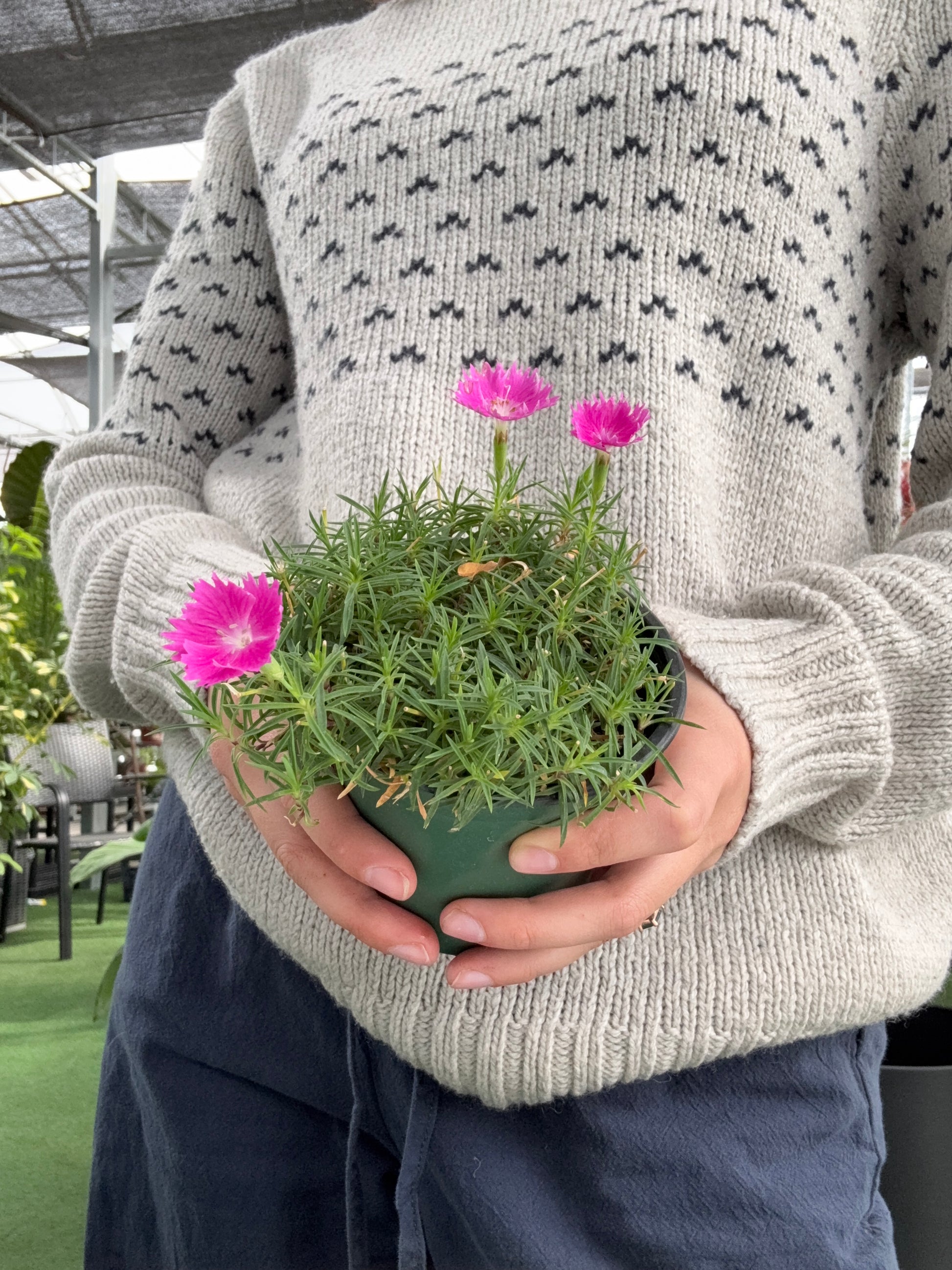 a person holding a small potted Dianthus ‘Kahori’ plant in a greenhouse setting