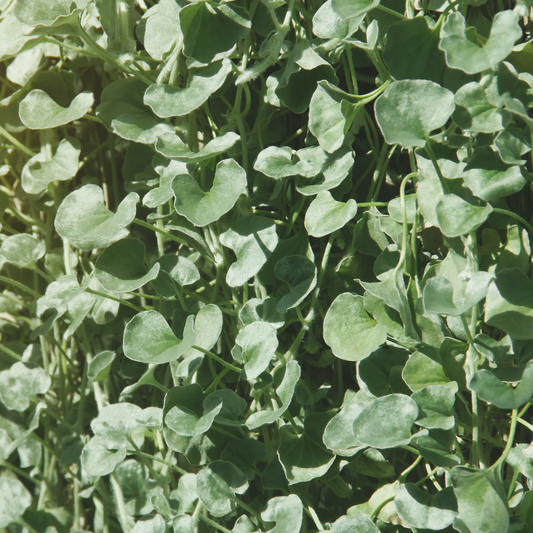 many pale green vining leaves of a dichondra emerald falls plant covering the whole screen