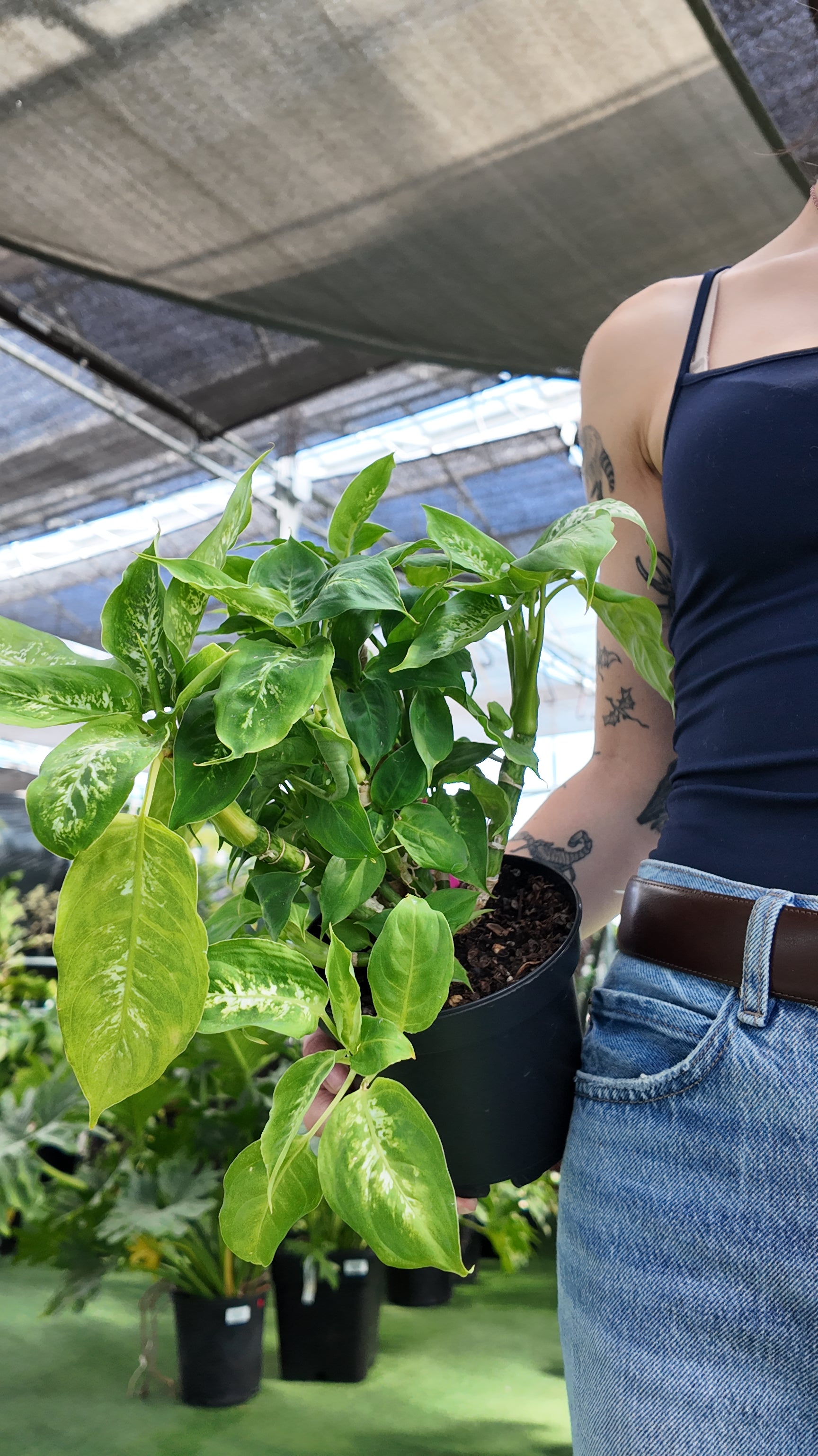 Person holding a potted Dieffenbachia ‘Perfection’ plant in an indoor greenhouse setting