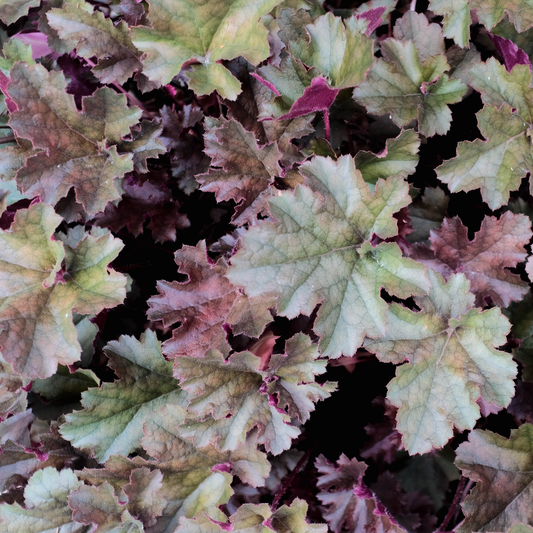 Close-up of a leafy dolce sultry night coral bells plant with lobed leaves in muted green, dusty rose, and burgundy tones, filling the frame.