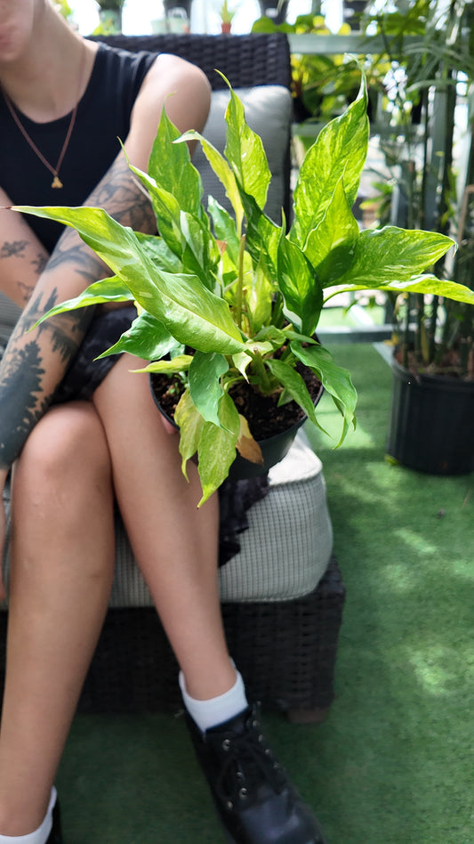 Person holding a potted domino peace lily plant in a greenhouse setting