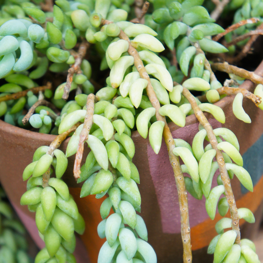 Close-up of a trailing donkey tail succulent plant with pale green to yellow-green segmented leaves hanging over a terracotta-colored pot.