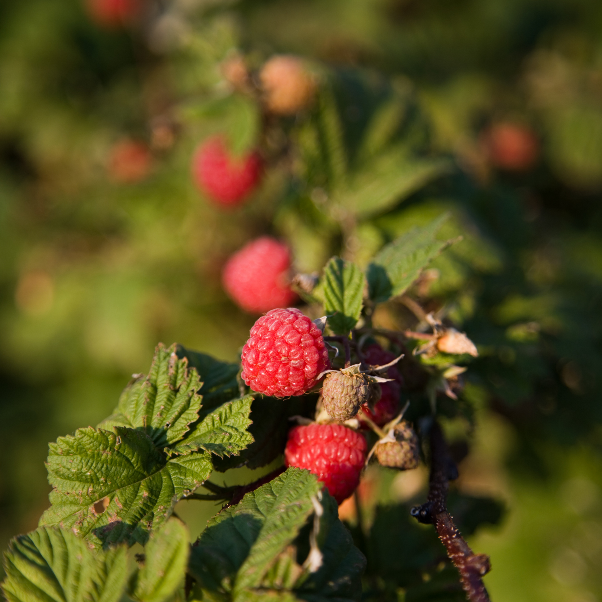 Fresh red double delight raspberries growing on a leafy green bush in a natural outdoor setting with soft-focus green background.