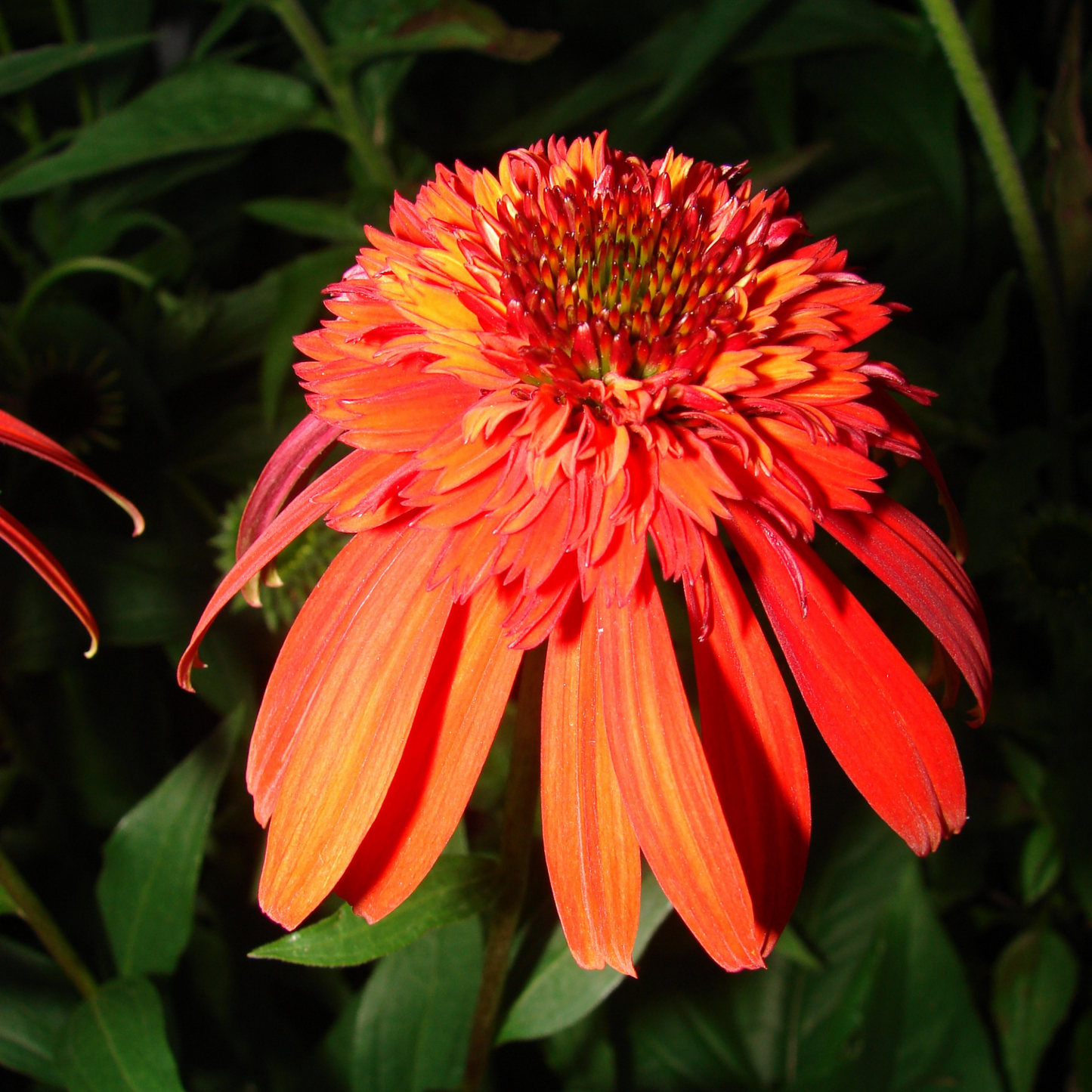 a close up of a bright orange double dipped rainbow sherbet coneflower with a bright bushy centre and petals that point down surrounded by green leaves in an outdoor garden setting