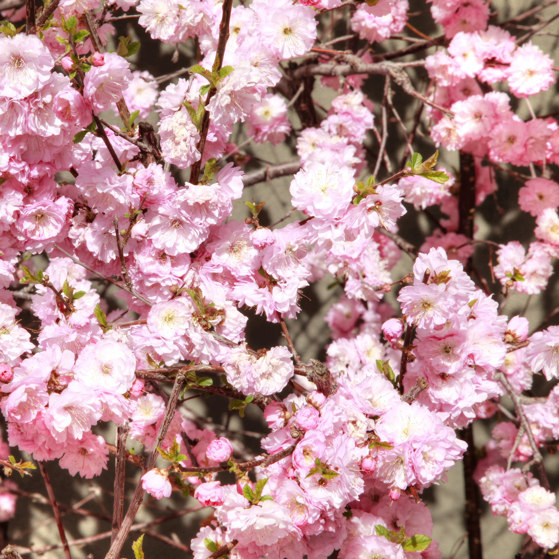 a full bushel of bright pink flowers of a double flowering plum plant