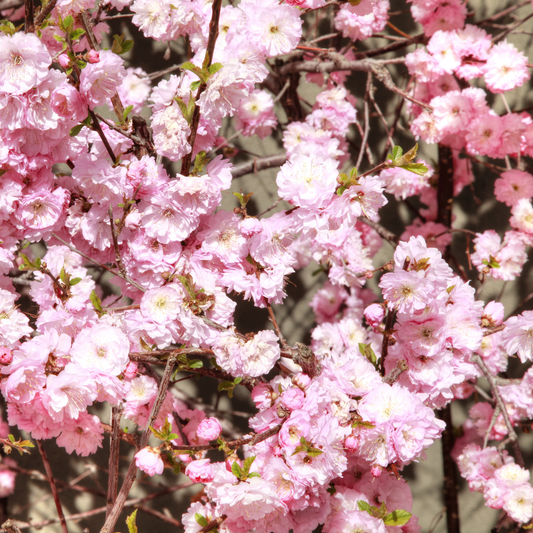 a full bushel of bright pink flowers of a double flowering plum plant