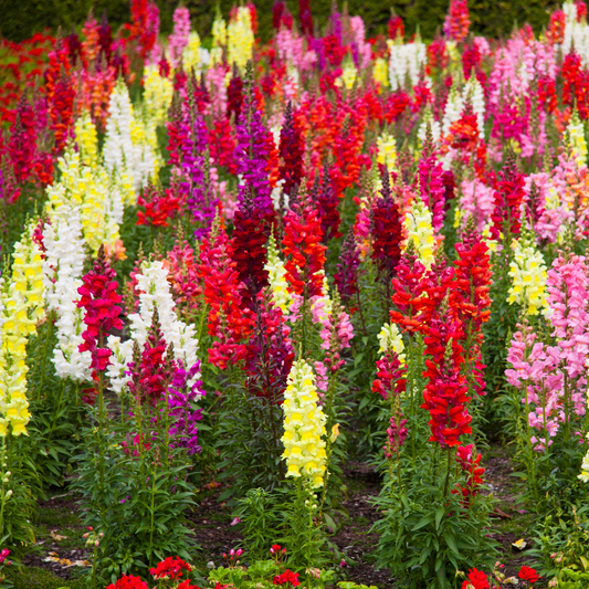 many bright yellow, pink, red, purple, and white double shot mix snap dragon flowers growing into points surrounded by greenery in an outdoor garden setting