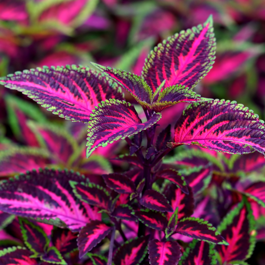 Close-up of a downtown royalty coleus plant with vibrant magenta-pink and deep purple leaves outlined with green edges, set against a softly blurred background of similar foliage.