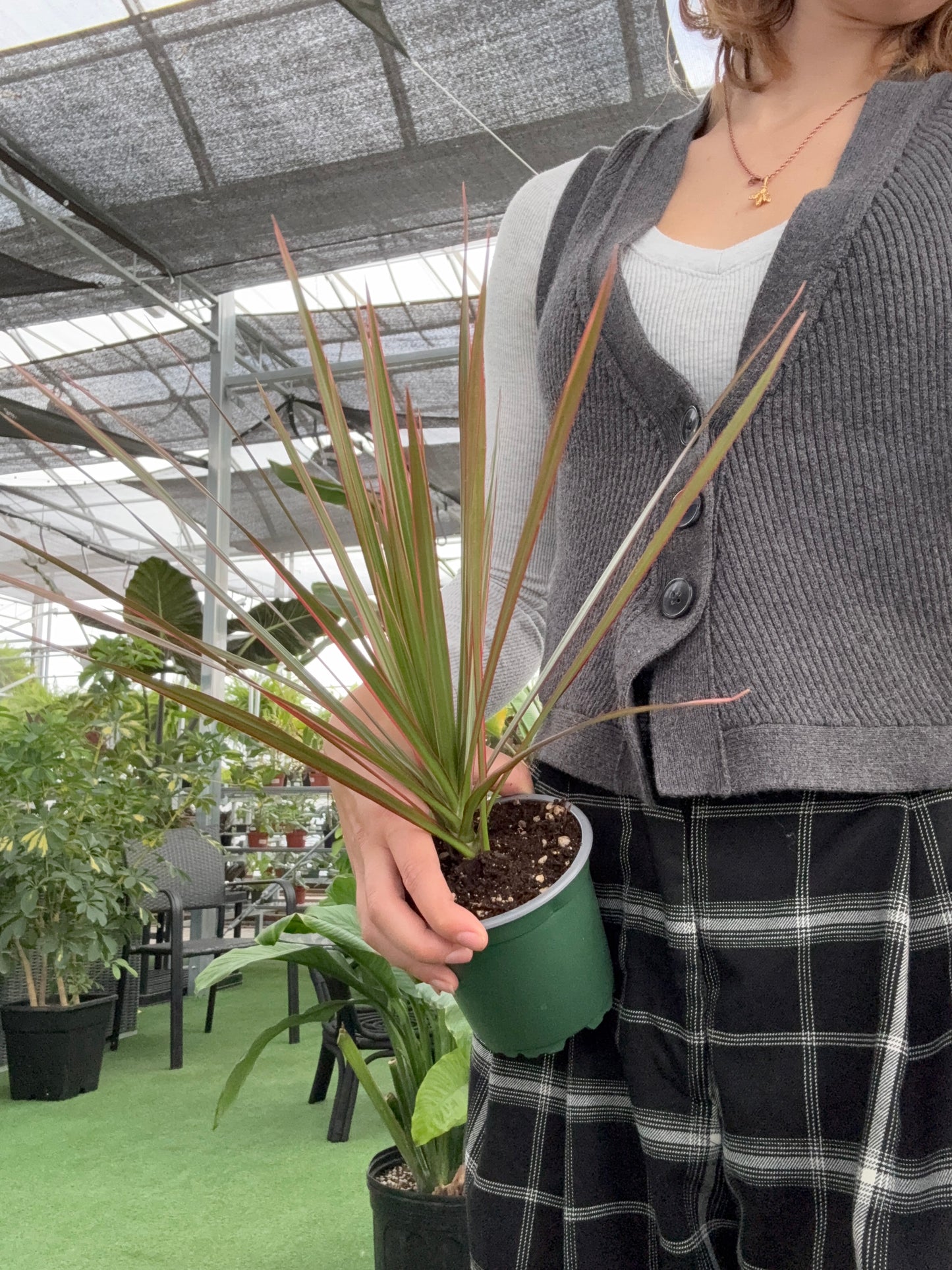 Person holding a potted Dracaena 'Colorama' plant in a greenhouse setting