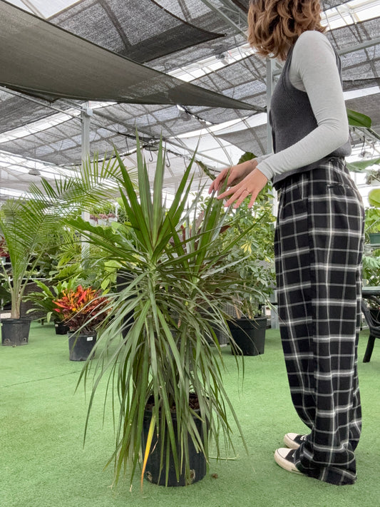Person standing next to a potted Dracaena 'Dragon Tree/Natural' plant in a greenhouse setting