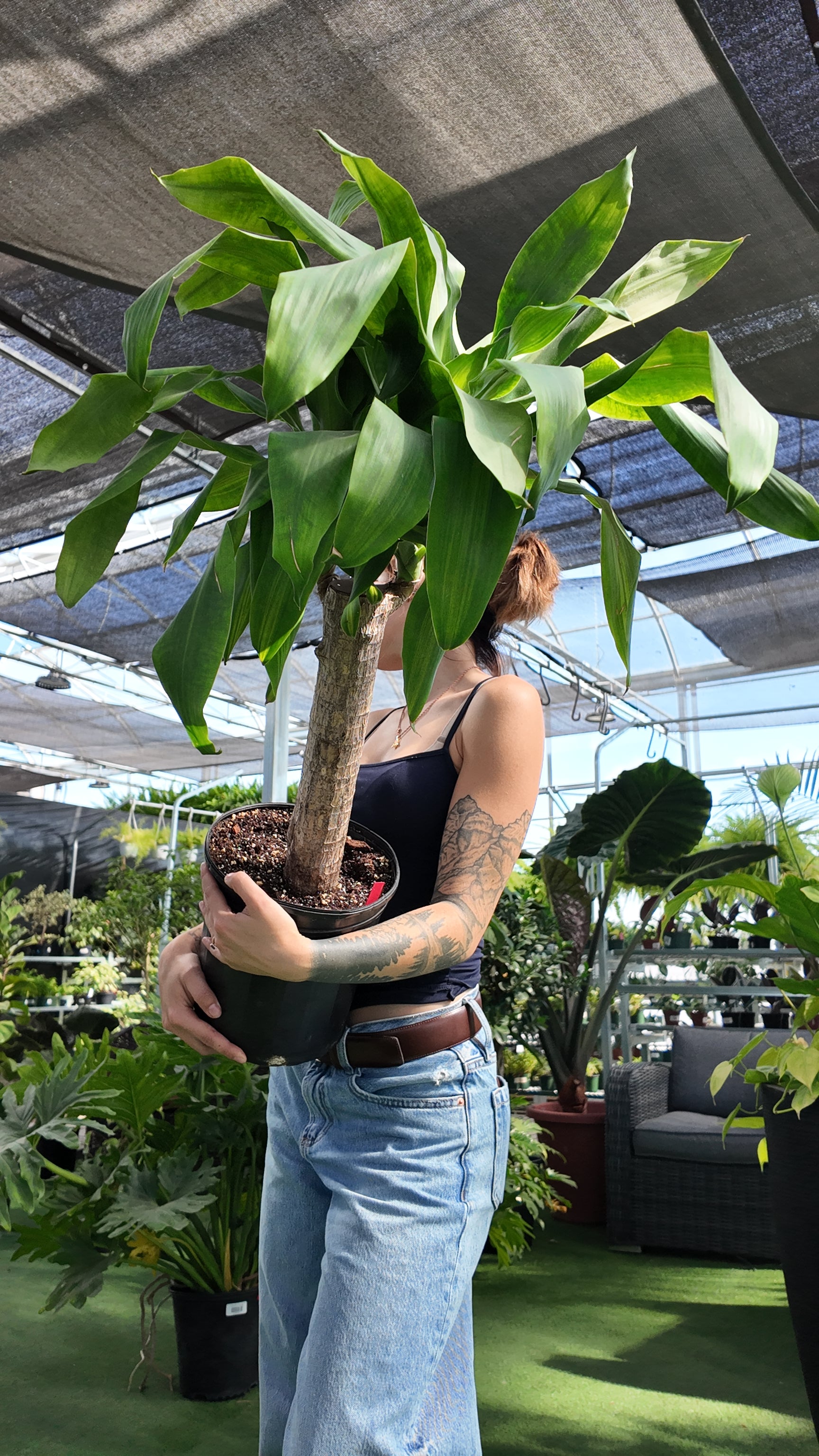 Person holding a potted Dracaena ‘Mass Cane’ plant in a greenhouse setting