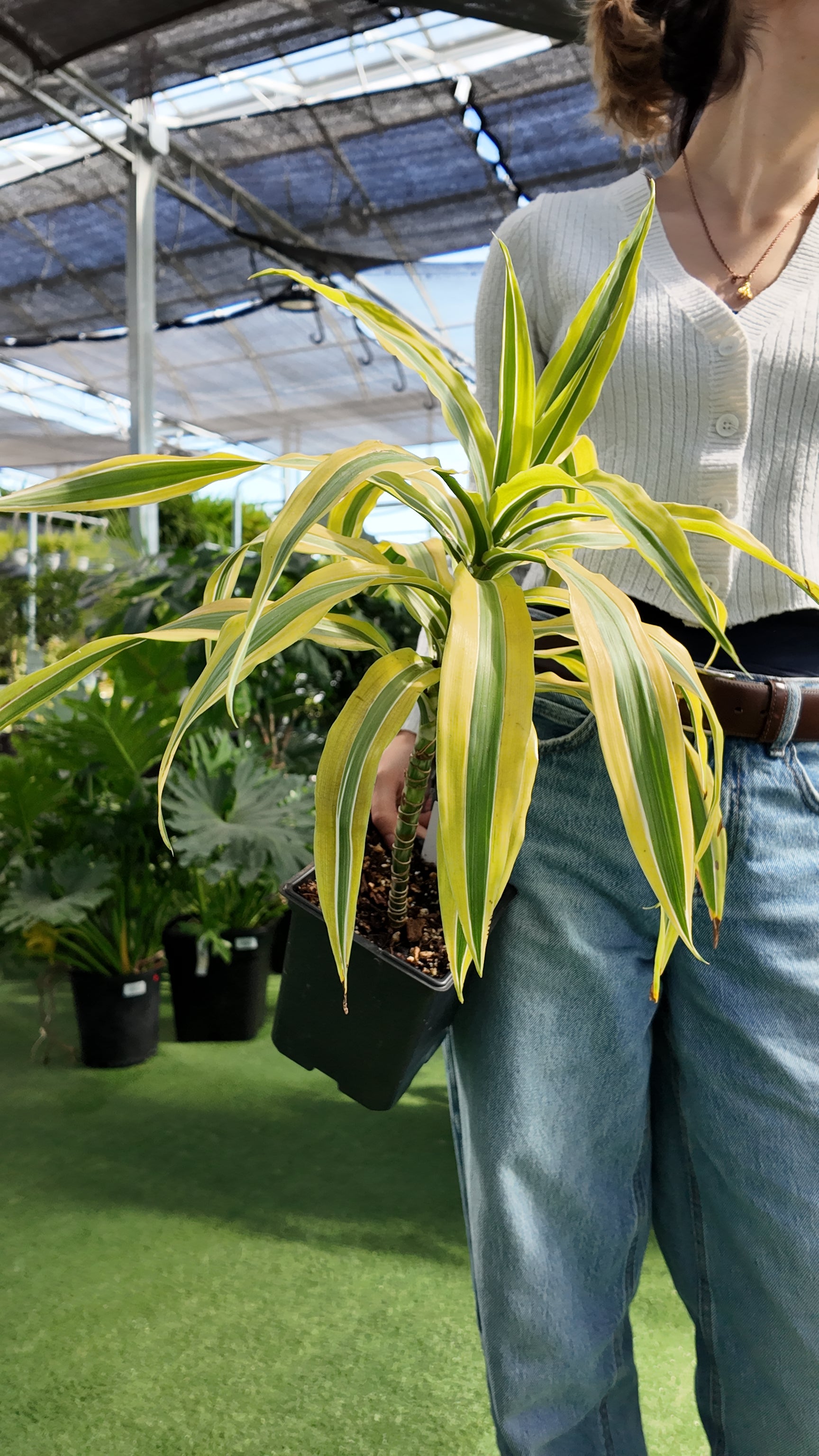 Person holding a potted Dracaena Warneckei 'Lemon Lime' plant in a greenhouse setting