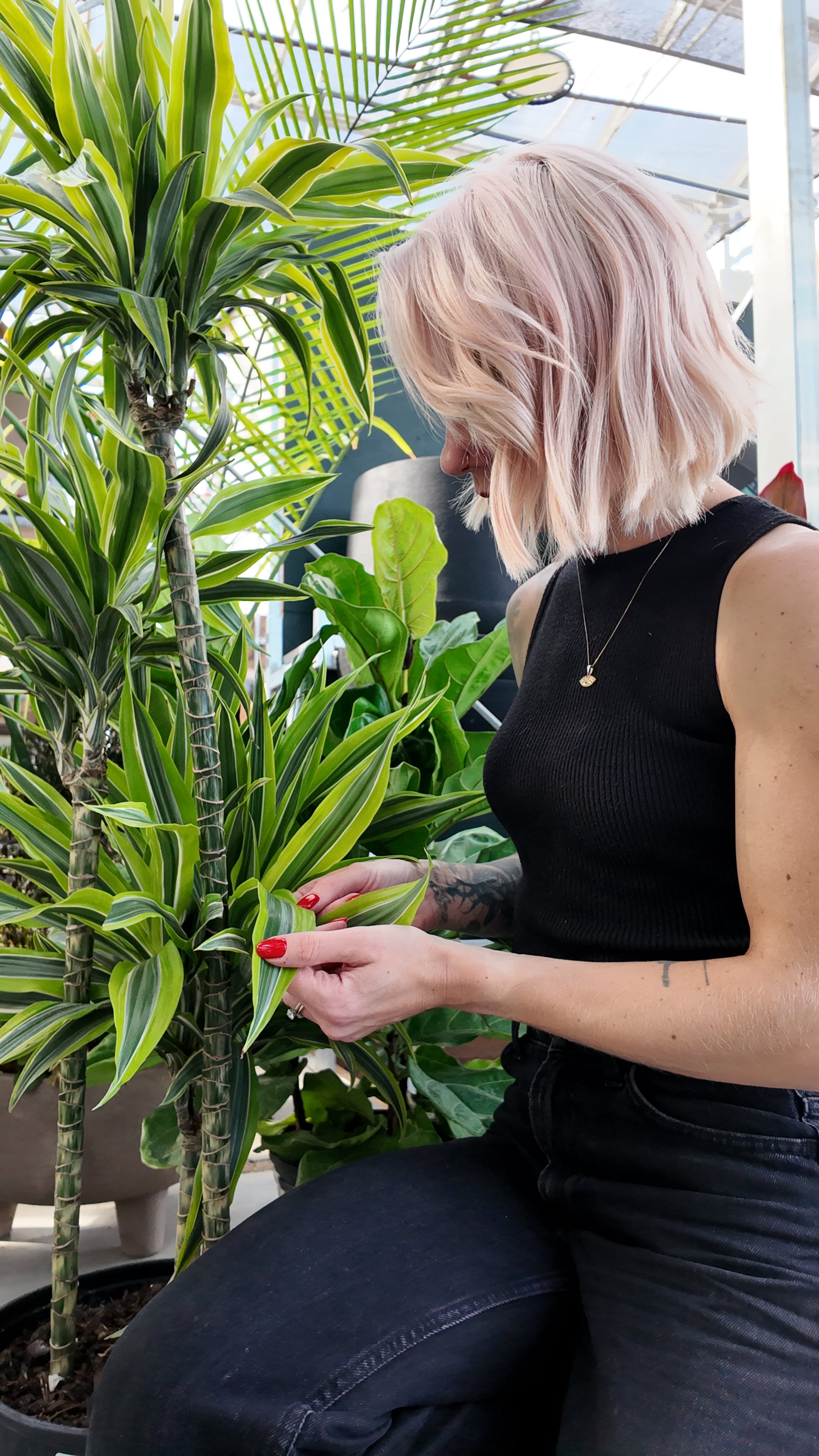 Person interacting with a Dracaena lemon lime plant in a greenhouse setting