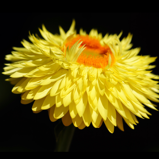 a close up of a bright yellow dreamtime jumbo yellow strawflower with a bright orange large centre against a black background