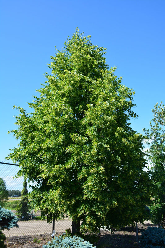 Dropmore Linden
