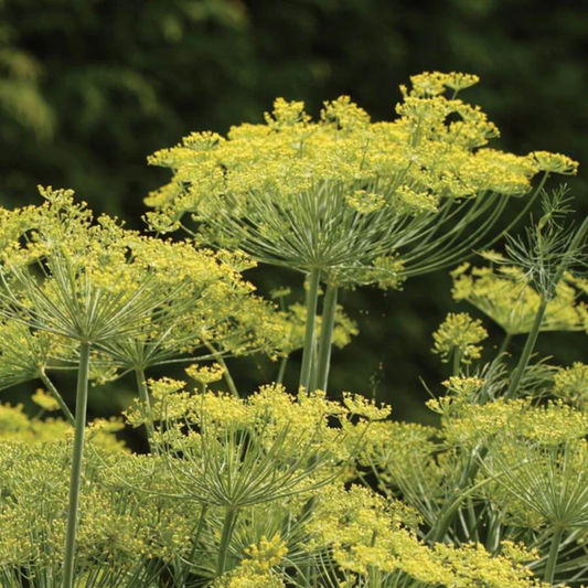 many dill plants with bright yellow flowers of the Dukat Dill plant