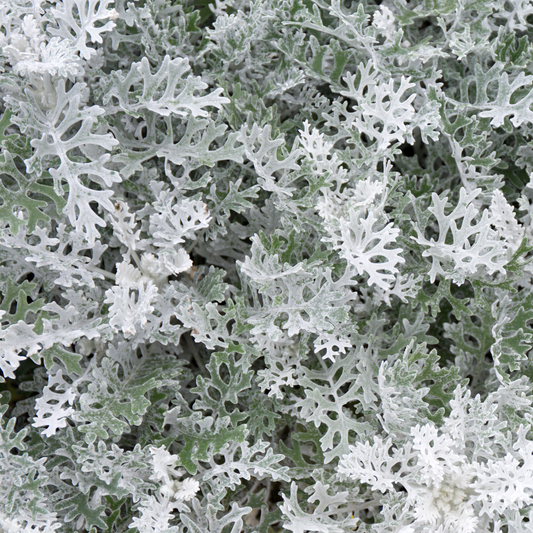 many white and green leaves of dusty miller river dust plants covering the whole screen
