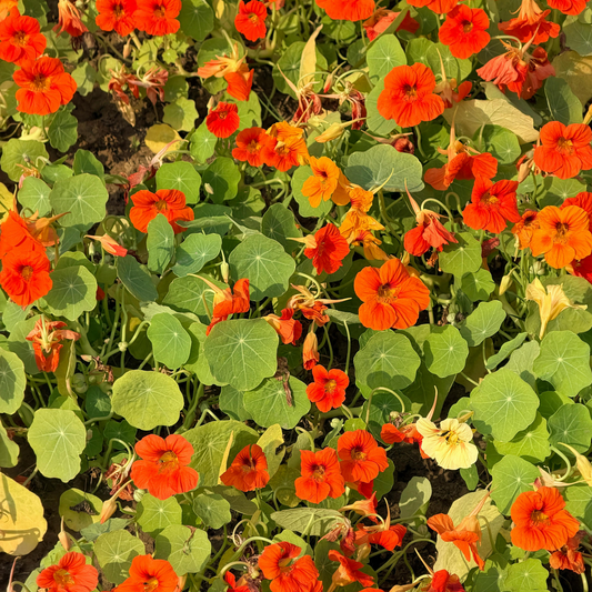 a field of bright orange and white dwarf jewel mix nasturtium with round petals and bright green rounded leaves in an outdoor garden setting