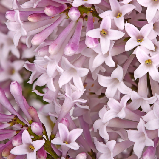 a close up of many pale purple flowers of a dwarf Korean lilac plant