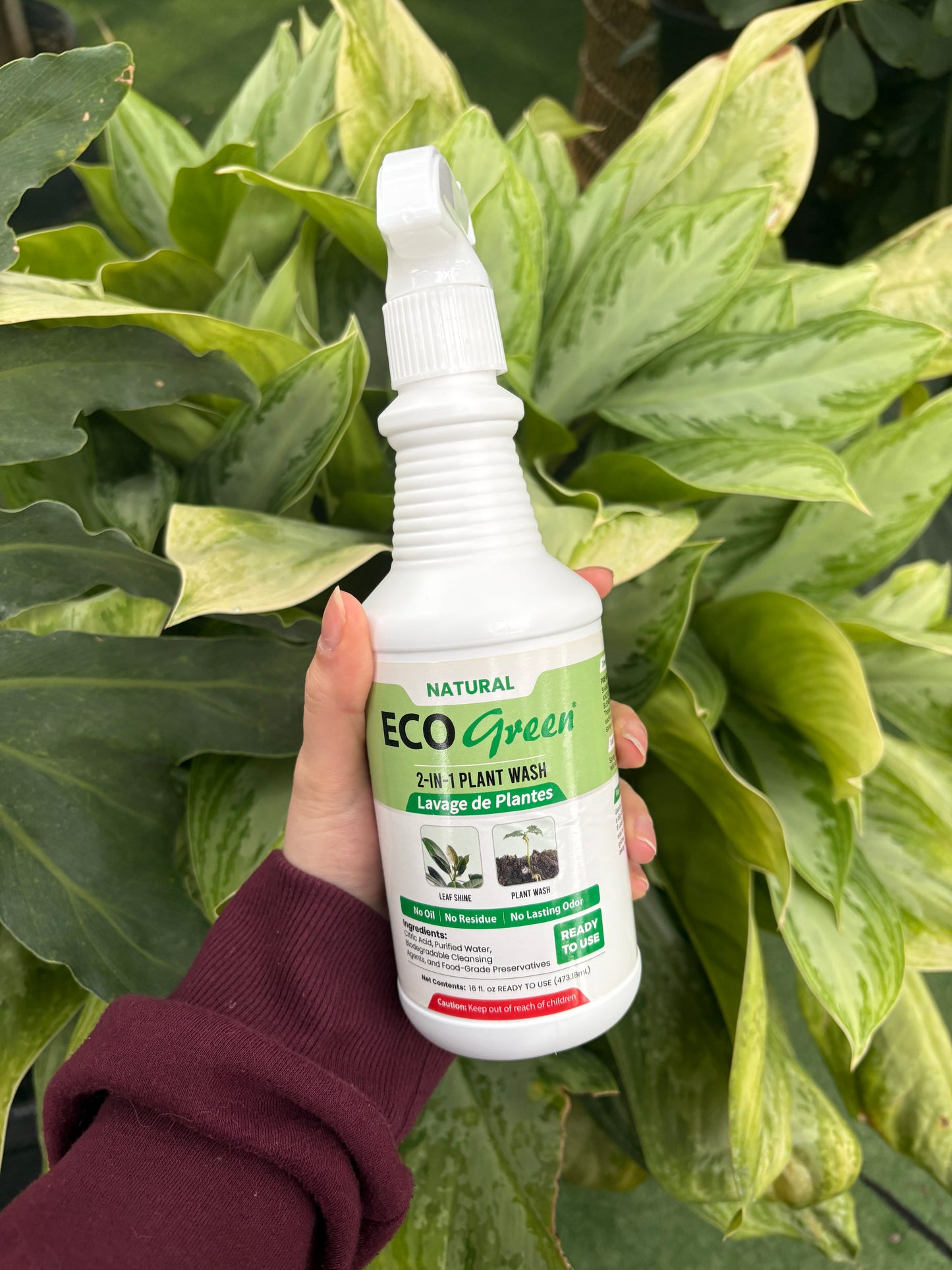 Hand holding a bottle of Eco Green plant wash spray against a green leafy background
