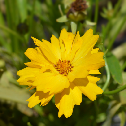 a close up of a bright yellow early sunrise tickseed flower with a darker centre in an outdoor garden setting
