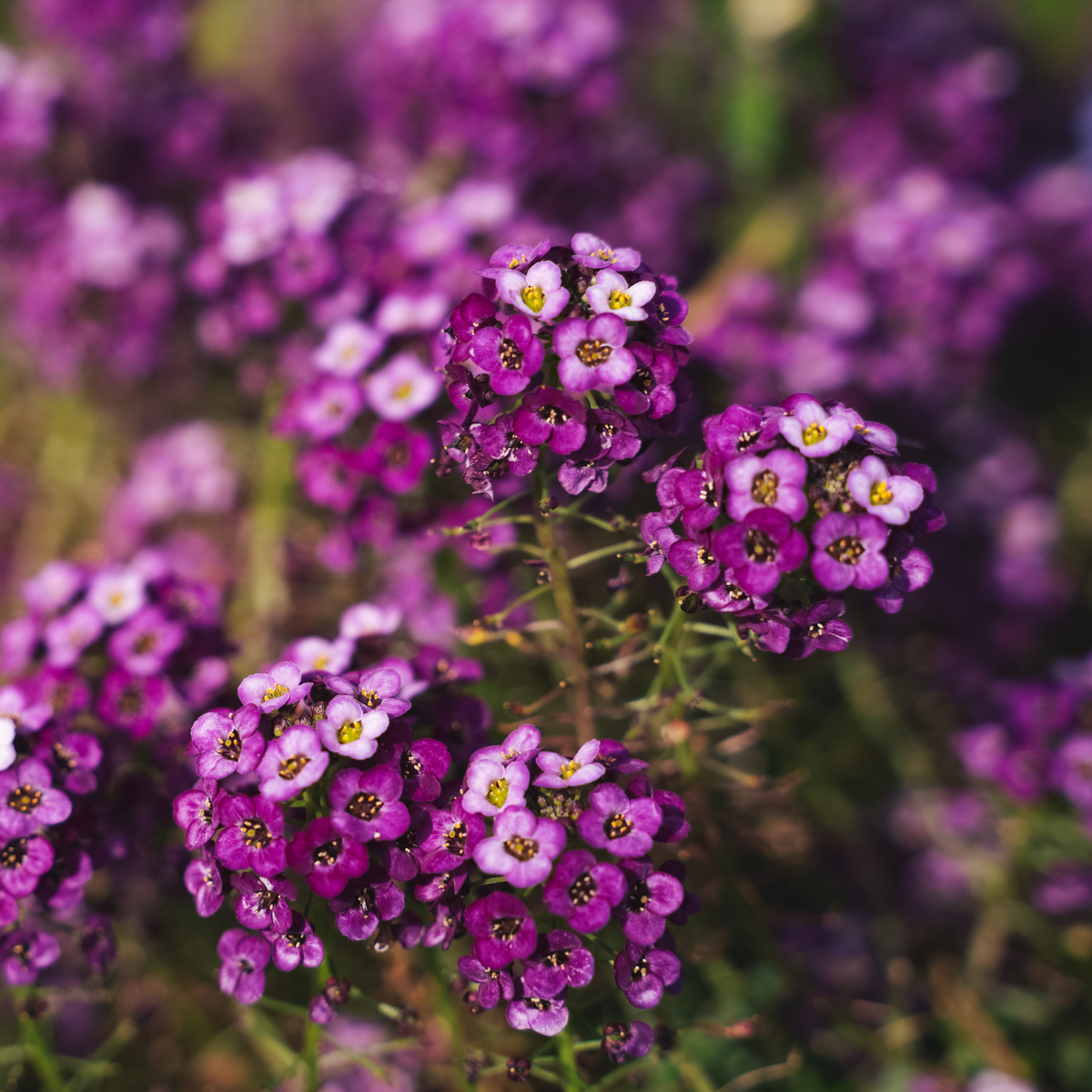 Close-up of clusters of small purple and white easter bonnet violet alyssum flowers with yellow centers, photographed in a natural outdoor setting with a soft blurred background.