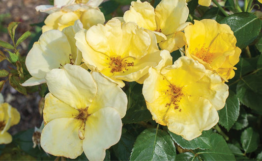 The Easy Bee-zy™ Knock Out® Rose (KO) (Yellow)