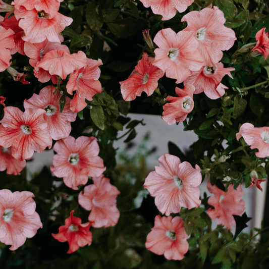 Close-up of pink easy wave coral petunia flowers with green foliage, showing the blossoms and leaves in a dense plant arrangement.