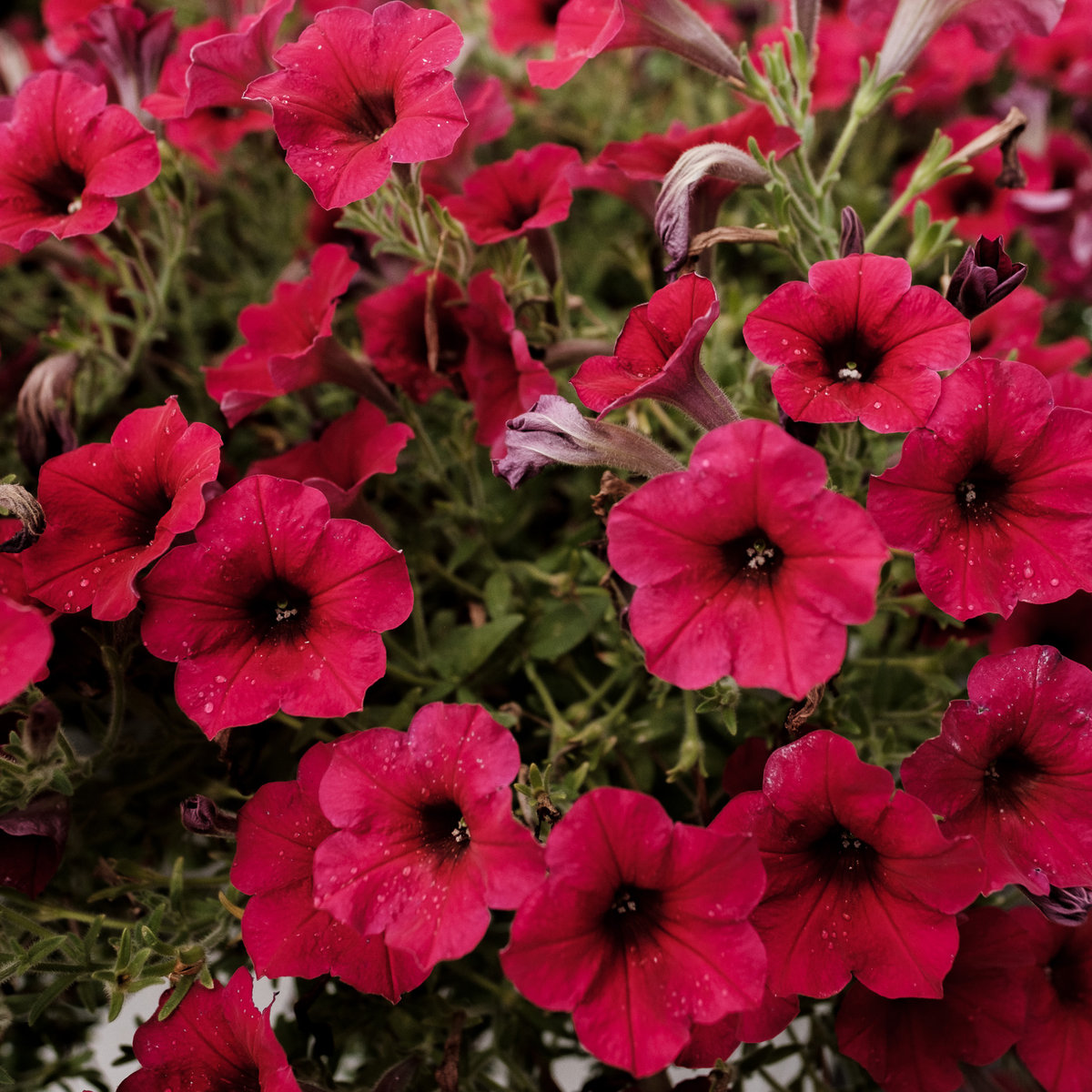 a close up of many bright red easy wave red petunias with dark centres surrounded by greenery in an outdoor garden setting