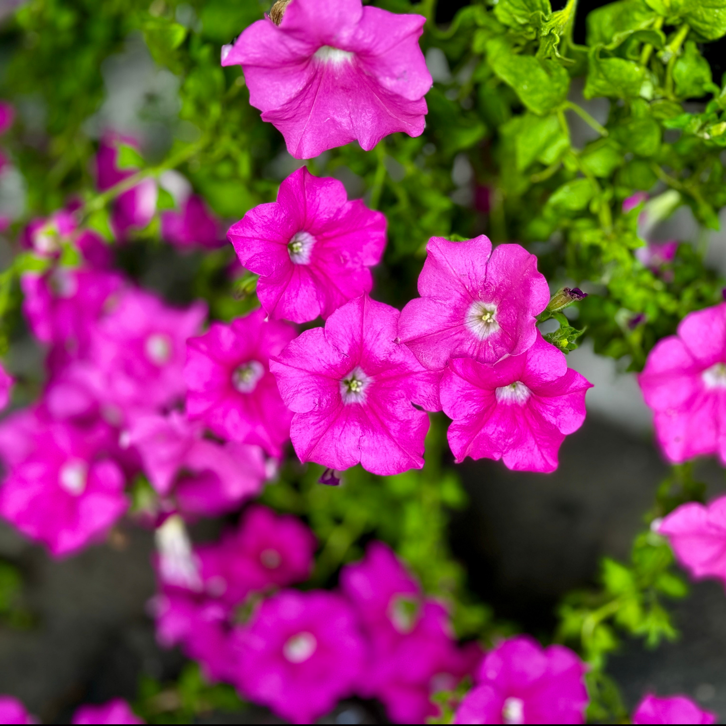 a close up of many bright pink easy wave rose morn petunia flowers with white centres surrounded by green leaves and  blurred background in an outdoor setting