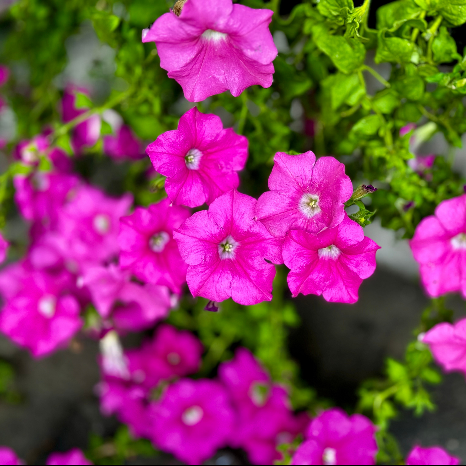 a close up of many bright pink easy wave rose morn petunia flowers with white centres surrounded by green leaves and  blurred background in an outdoor setting