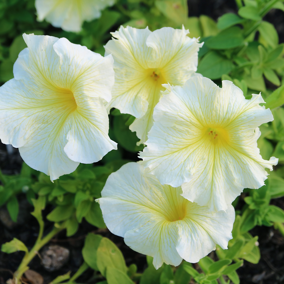 a close up of four bright white easy wave white petunia flowers with a blurred leafy green background