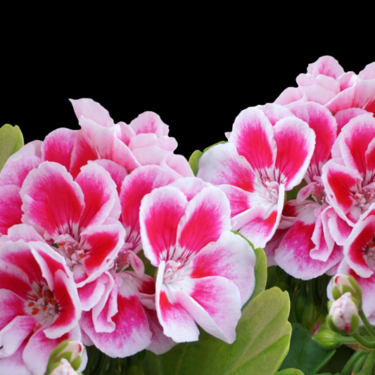 a close up of bright pink elegance bravo geranium flowers with white edges and a plain background