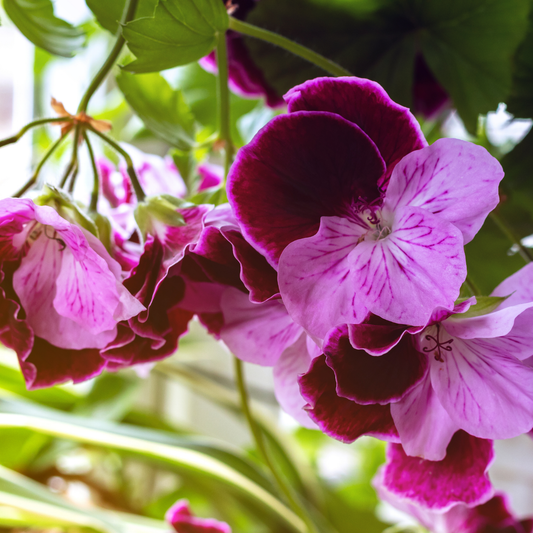 Close-up of pink and deep magenta elegance purple majesty geranium flowers with green leaves in a natural outdoor setting.