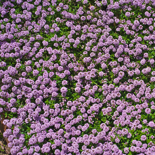 A dense patch of small purple elfin dwarf creeping thyme flowers with green foliage covering the frame.