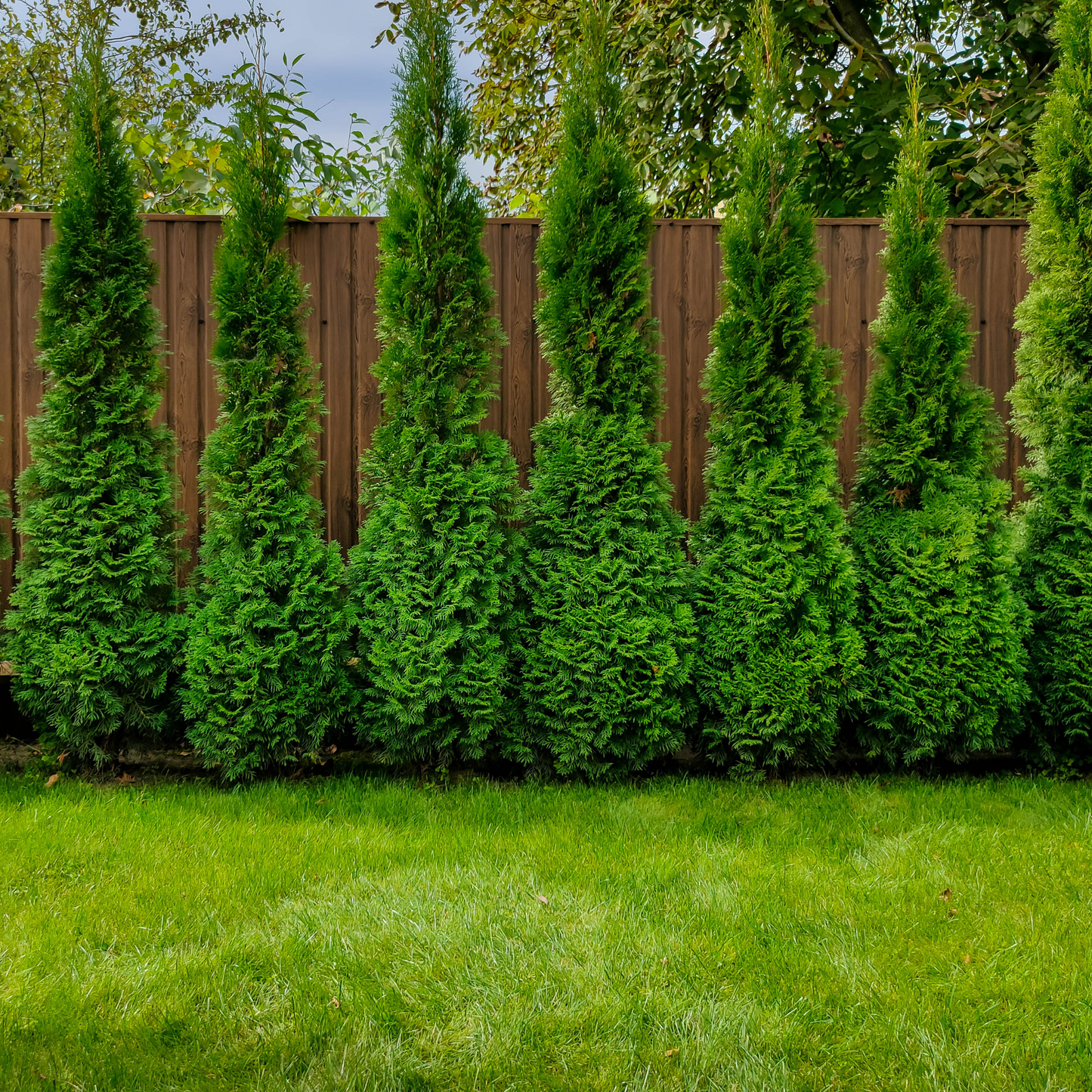 many pine like leafy emerald cedar arborvitae trees in an outdoor setting against a wooden fence