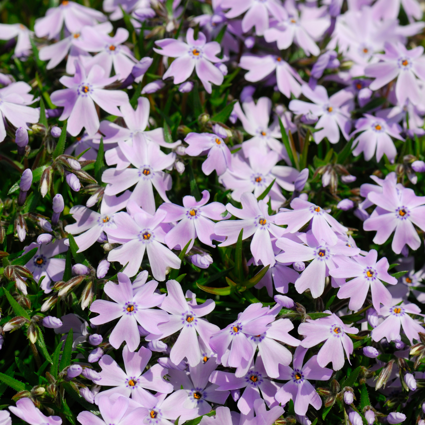 many pale purple emerald cushion blue moss phlox acting as a ground cover surrounded by grass