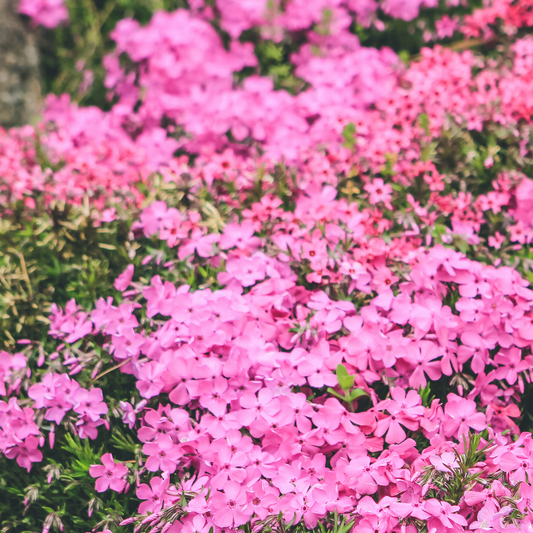 many bright pink five petaled emerald pink moss phlox flowers surround by greenery in an outdoor garden setting