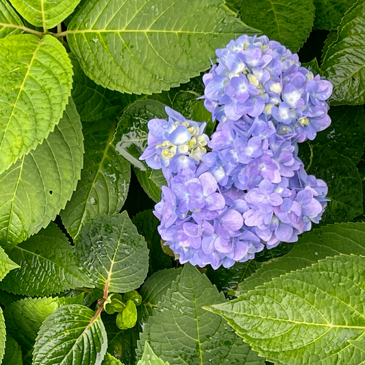 a cluster of pale blueish purple endless summer original hydrangeas surrounded by bright green serrated leaves