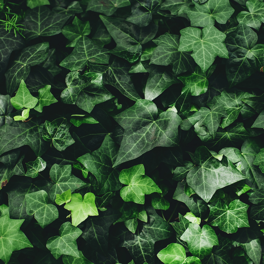 many dark and light green arrow shaped leaved with light veining of English ivy