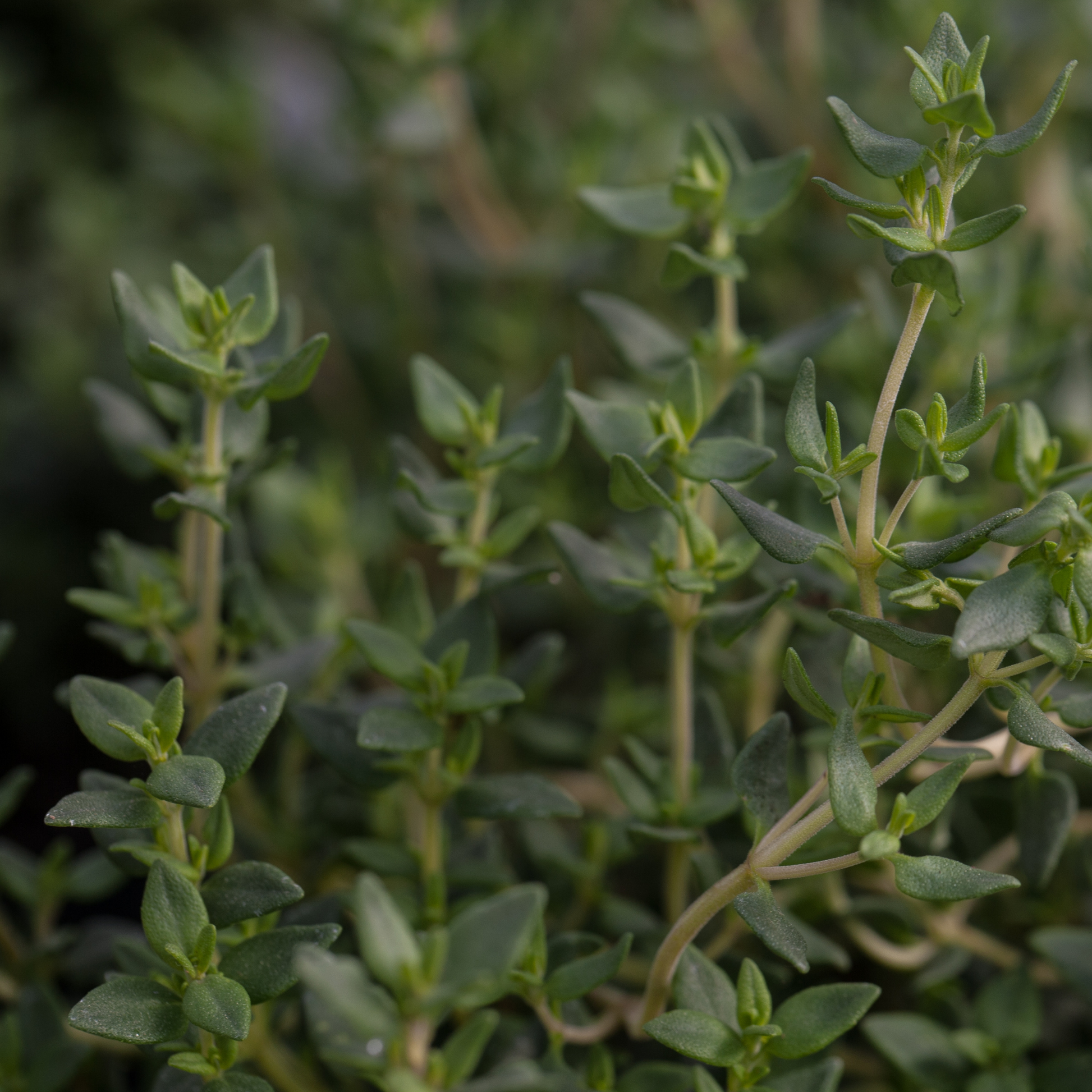 Close-up of a green leafy English thyme herb plant with small oval leaves and branching stems, photographed outdoors with a blurred natural background.