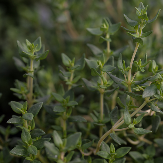 Close-up of a green leafy English thyme herb plant with small oval leaves and branching stems, photographed outdoors with a blurred natural background.