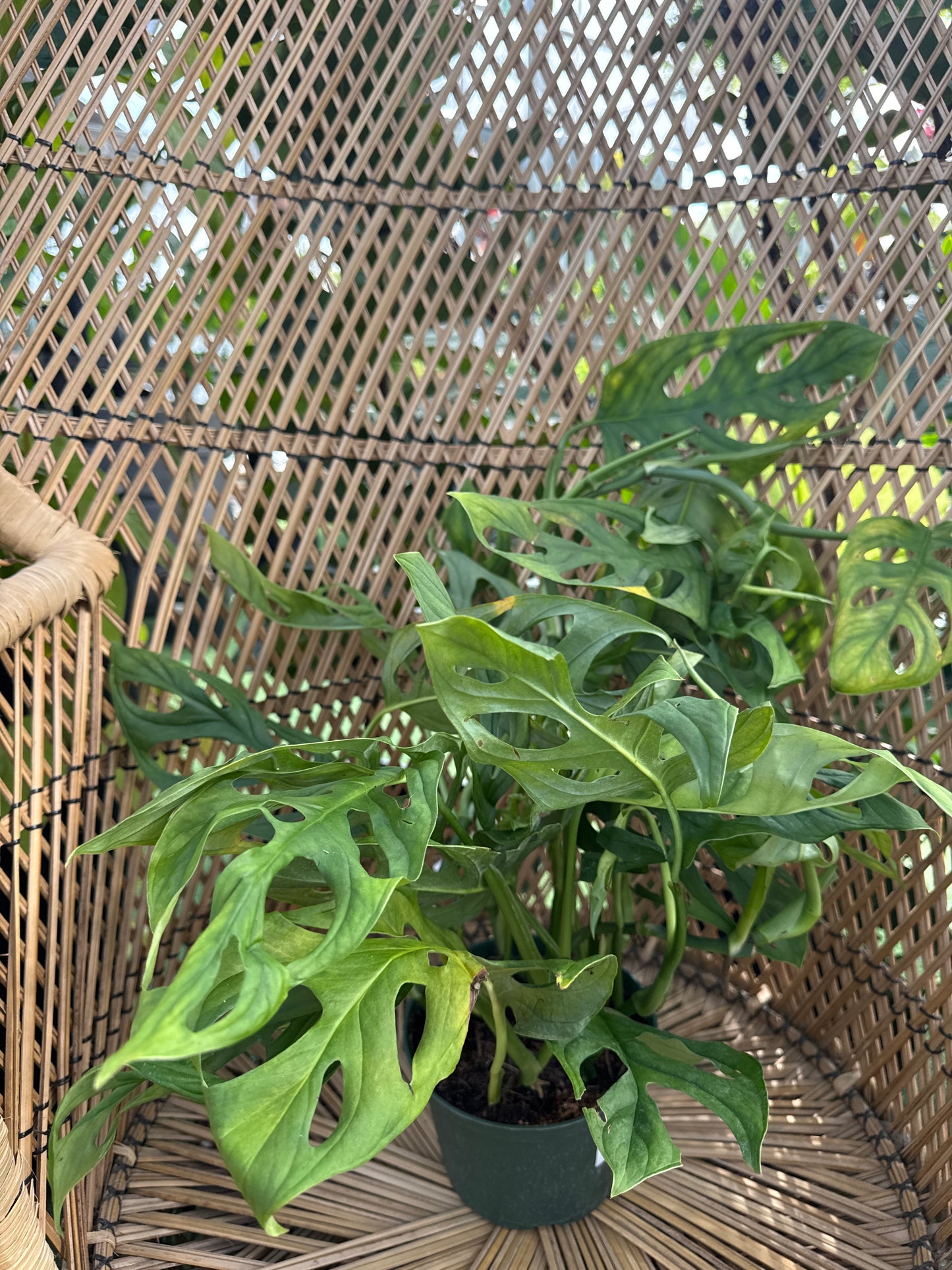 Green leafy plant sitting in a wicker chair