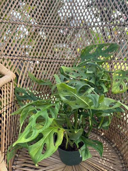 Green leafy plant sitting in a wicker chair