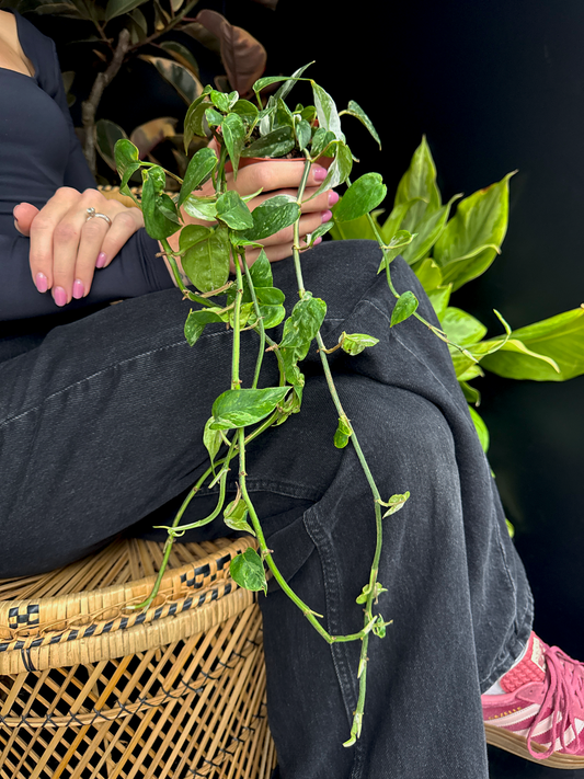 Person sitting on a wicker chair with a green Epipremnum Albo (Variegated Pothos) variegated plant in their lap against a dark background